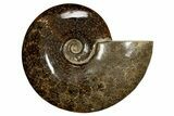 Polished, Agatized Ammonite (Cleoniceras) - Madagascar #323474-1